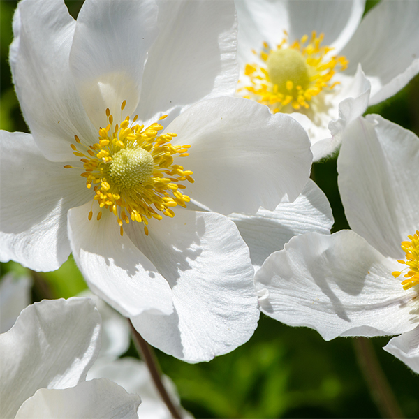 Snowdrop Anemone image