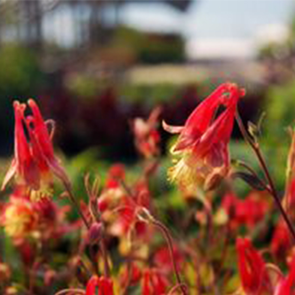 Little Lanterns Columbine image