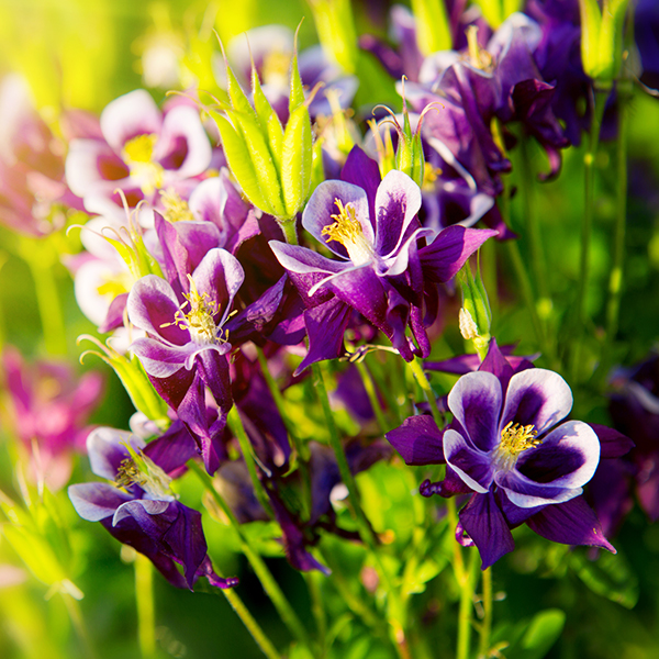 Winky Purple & White Columbine image