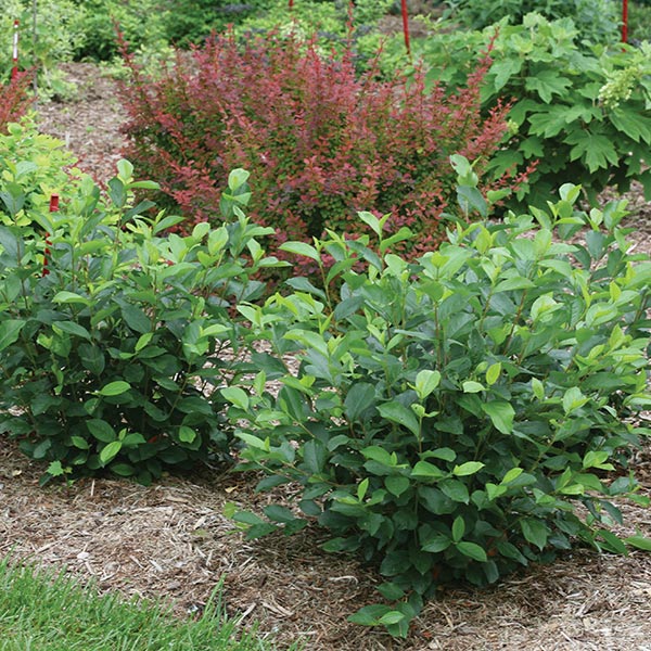 Low Scape Hedger Chokeberry image