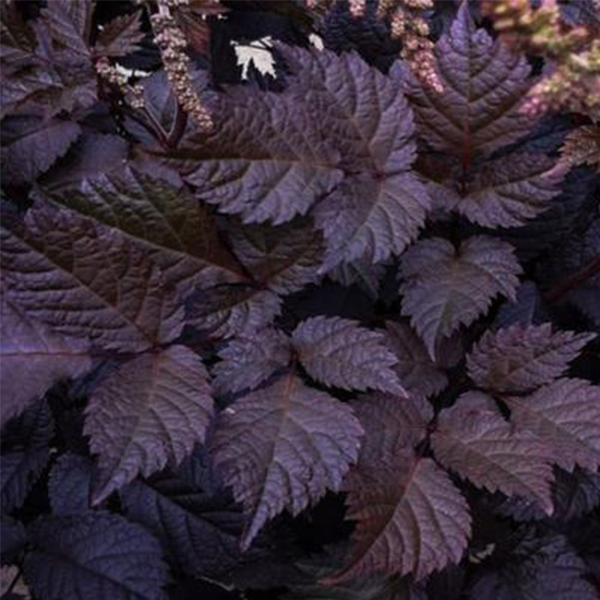 Chocolate Shogun Astilbe image