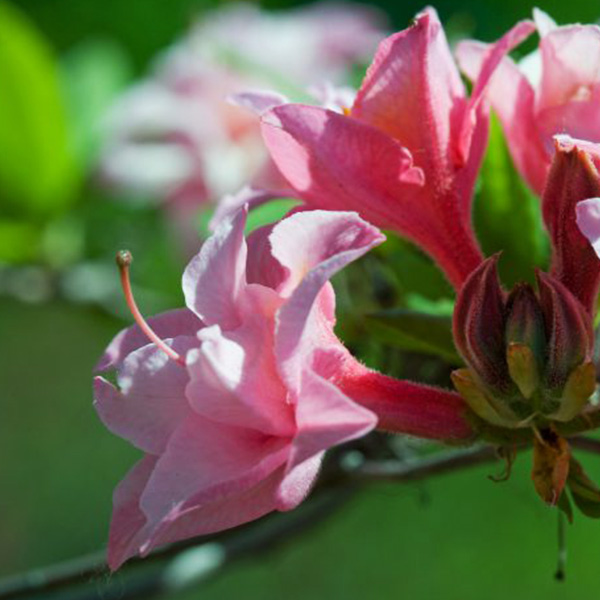Electric Lights Double Pink Azalea image