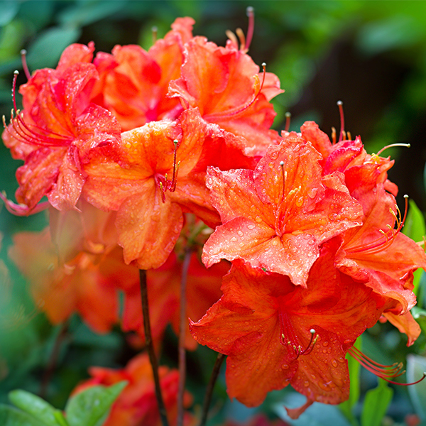 Fireball Azalea image