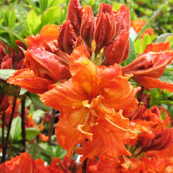 Gibraltar Azalea image