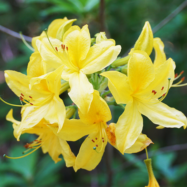 Lemon Lights Azalea image