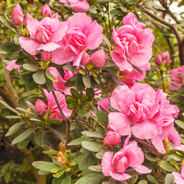 Rosebud Azalea image