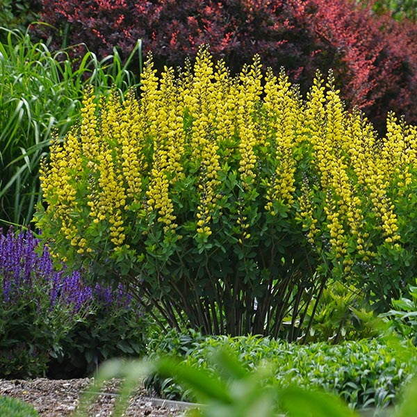 Decadence Lemon Meringue False Indigo image