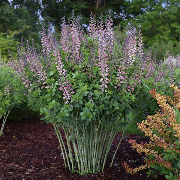 Decadence Pink Truffles False Indigo image