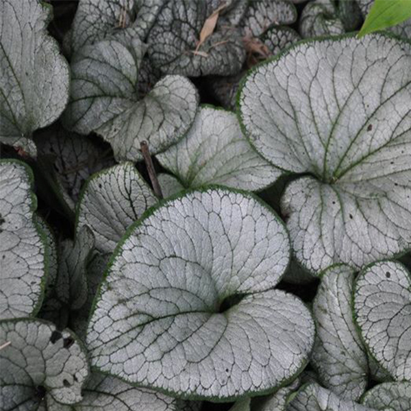 Silver Heart Brunnera image