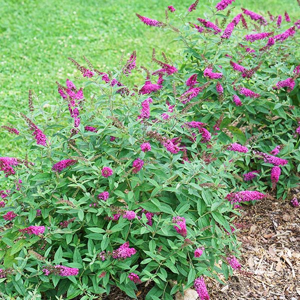 Lo & Behold Ruby Chip Butterfly Bush image