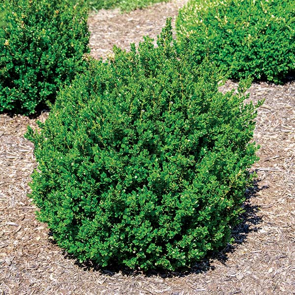 Little Missy Boxwood image