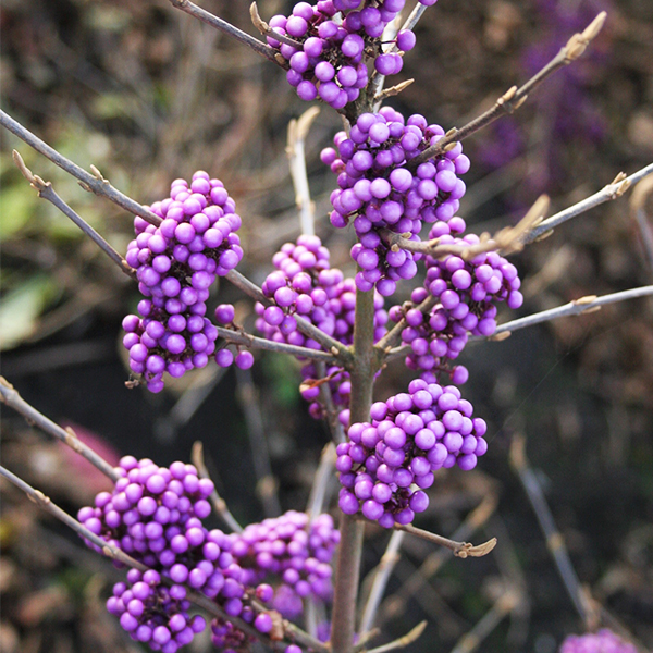 Plump & Plentiful Lilac Beautyberry image