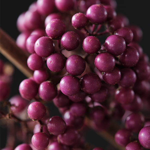 Plump & Plentiful Purple Giant Beautyberry image