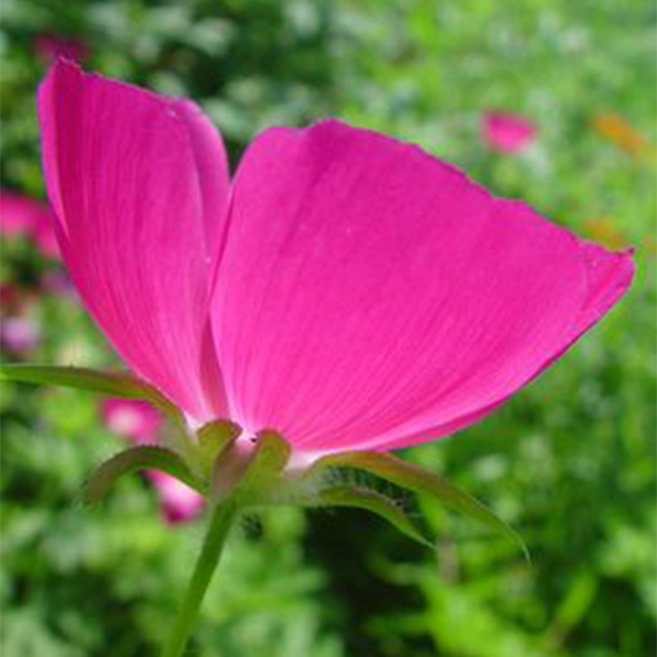 Purple Poppy Mallow image