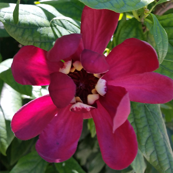 Aphrodite' Sweetshrub image
