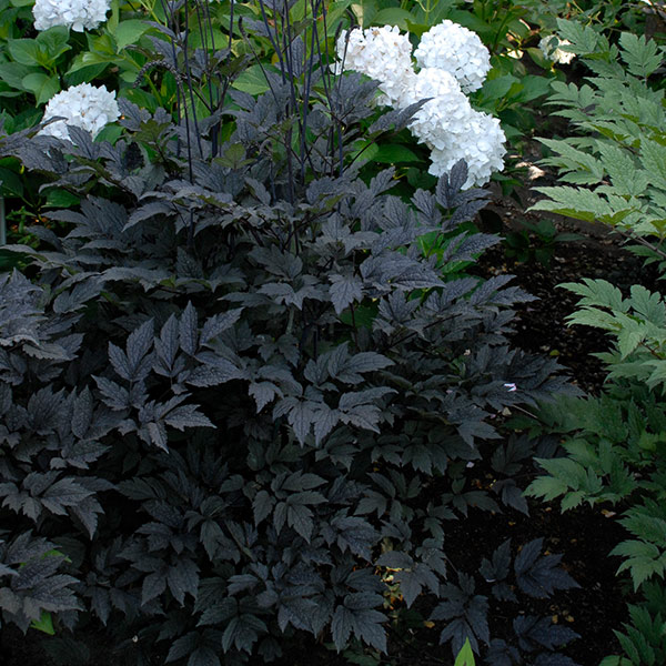 Hillside Black Beauty Bugbane image