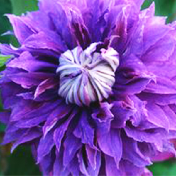 Regal Diamantina Clematis image