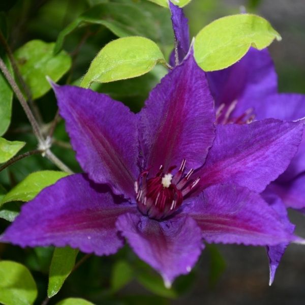 Boulevard Edda Clematis image