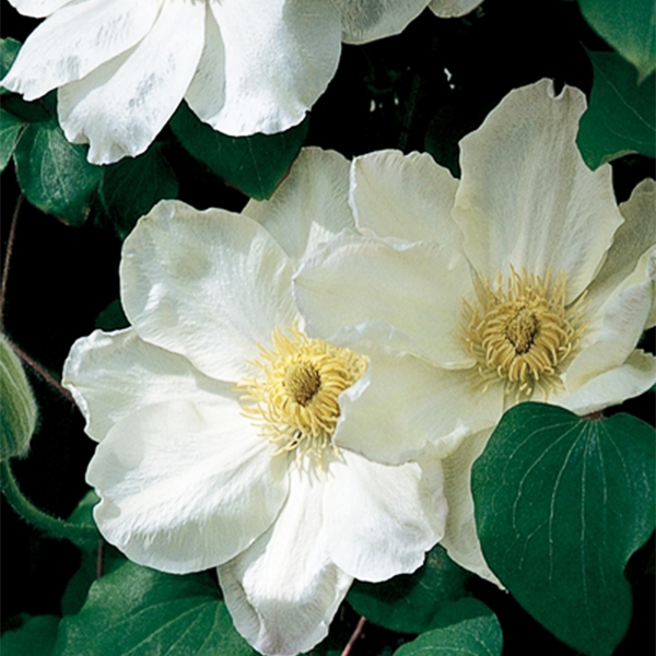 Guernsey Cream Clematis image
