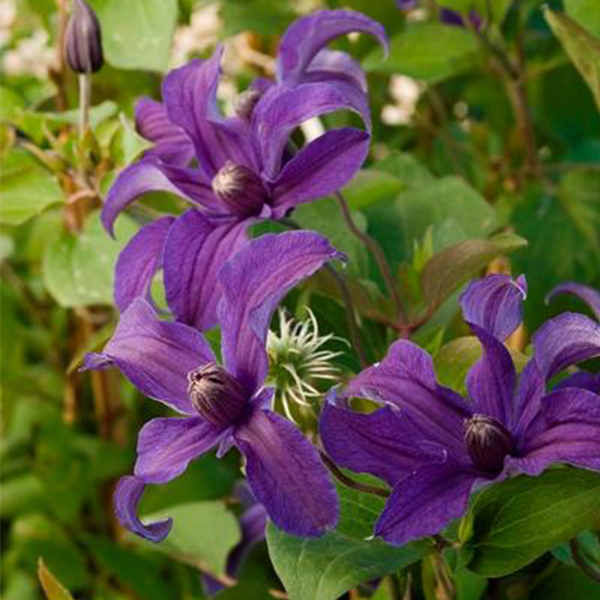 Sapphire Indigo Clematis image