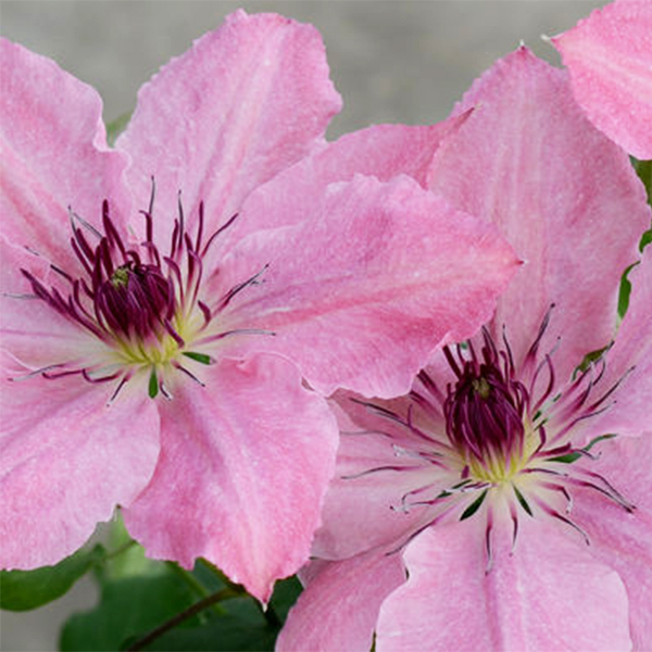 Boulevard Sarah Elizabeth Clematis image