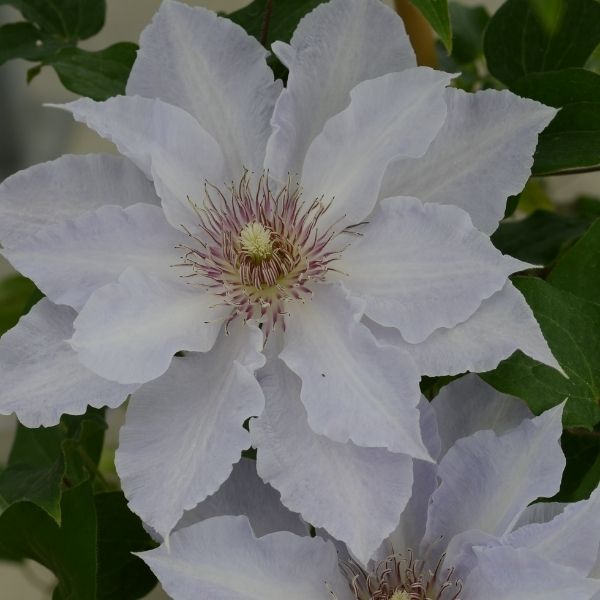 Tranquilite Clematis image