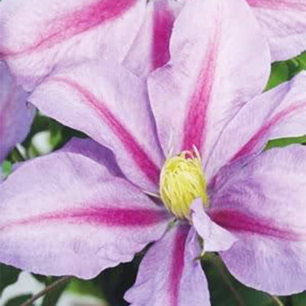 Boulevard Volunteer Clematis image