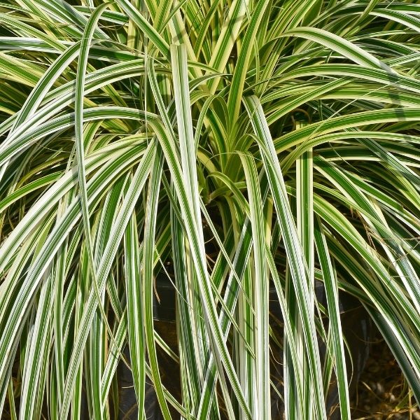 Feather Falls Sedge image