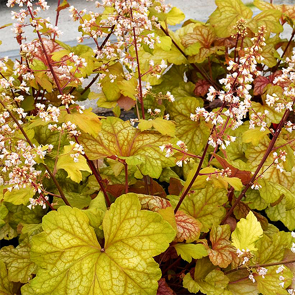 Champagne Coral Bells image