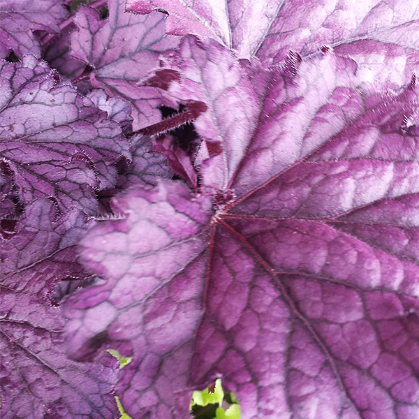 Forever Purple Coral Bells image