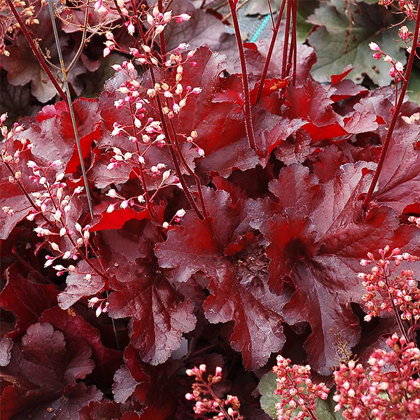 Forever Red Coral Bells image