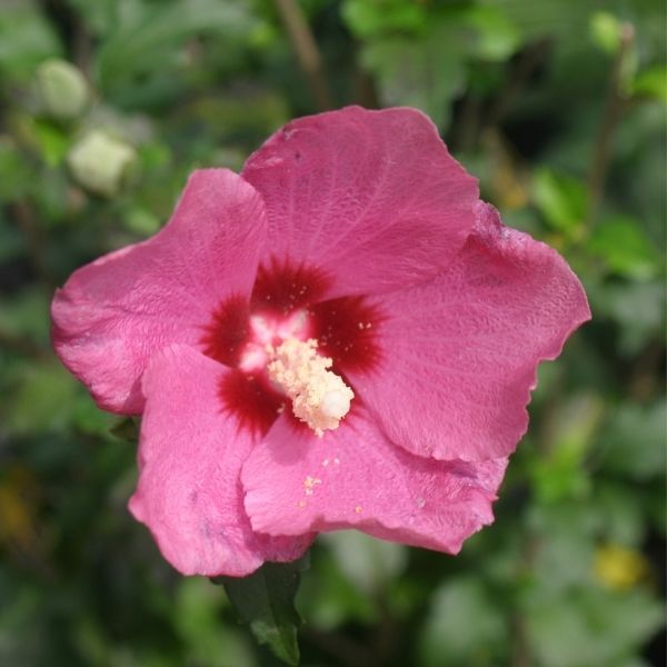Lil' Kim Red Rose of Sharon image