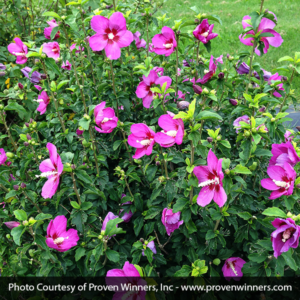 Lil' Kim Violet Rose of Sharon image