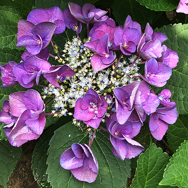 Grape Explosion Hydrangea image