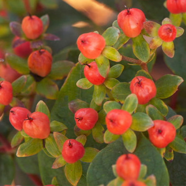 First Editions Red Star St. John's Wort image
