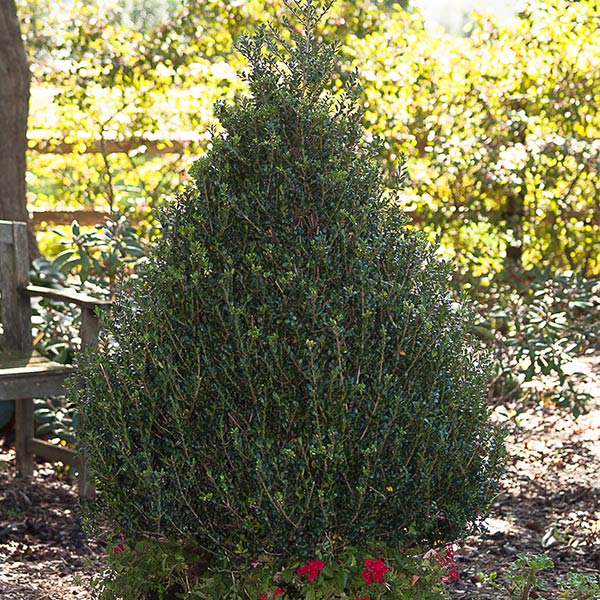 Patti O Box Japanese Holly image