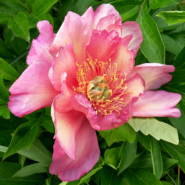 Julia Rose Itoh Peony image