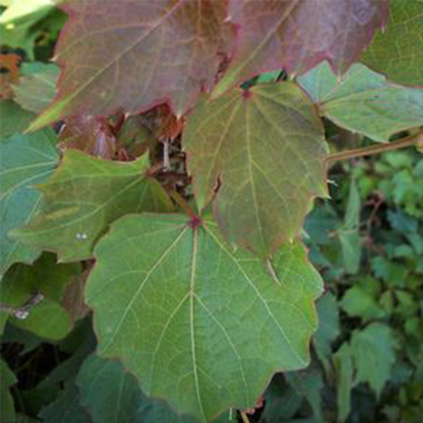 Robusta Boston Ivy image