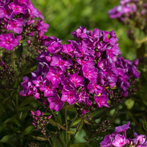 Candy Store Grape Lollipop Phlox image