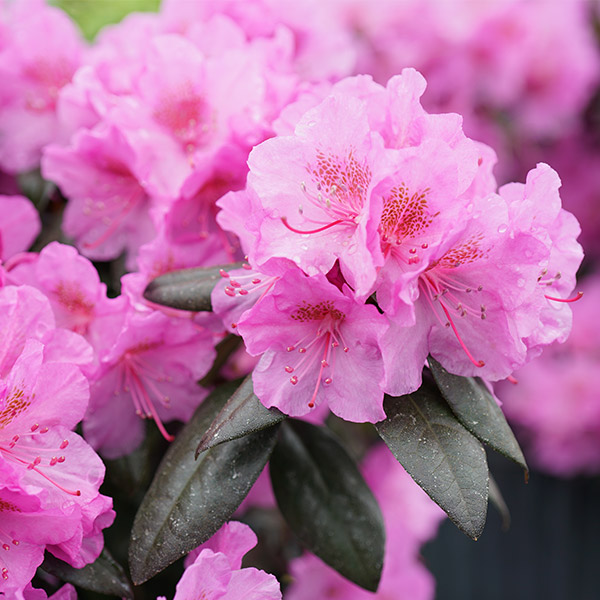 Black Hat Rhododendron image