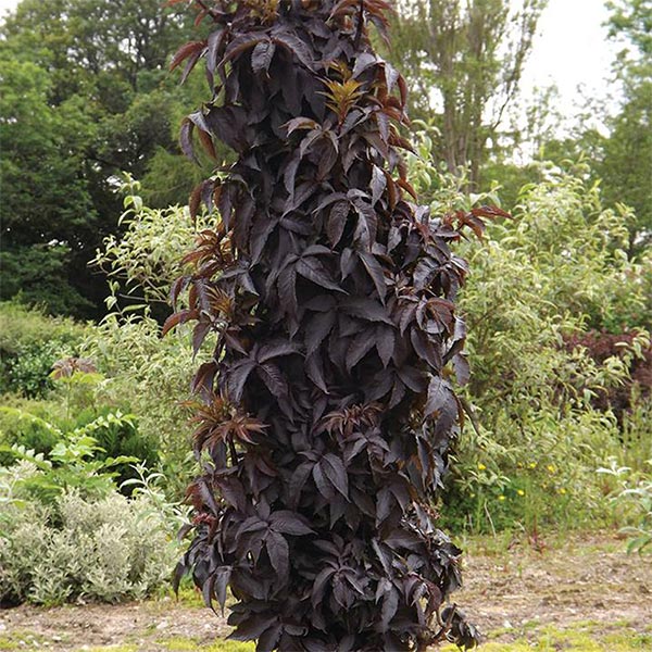 Black Tower Elderberry image
