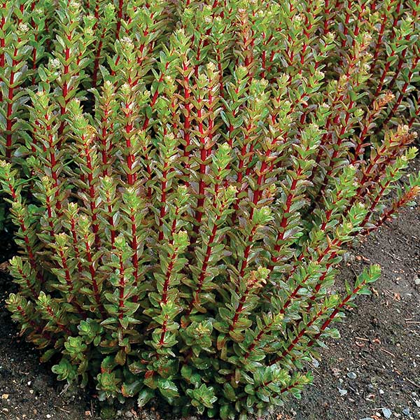 Double Martini Sedum image