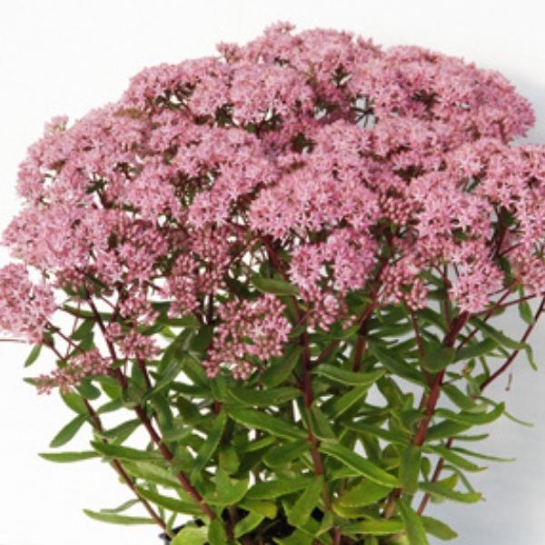 SunSparkler Jade Tuffet Sedum image