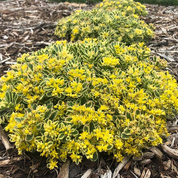 Rock 'N Low Boogie Woogie Sedum image