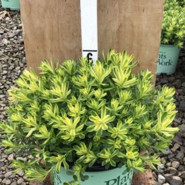 Sweet and Sour Sedum image