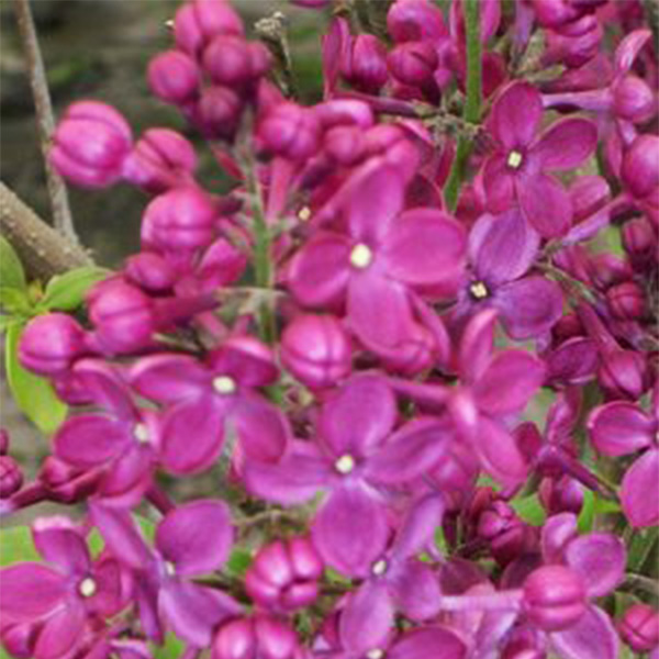 Declaration Lilac image