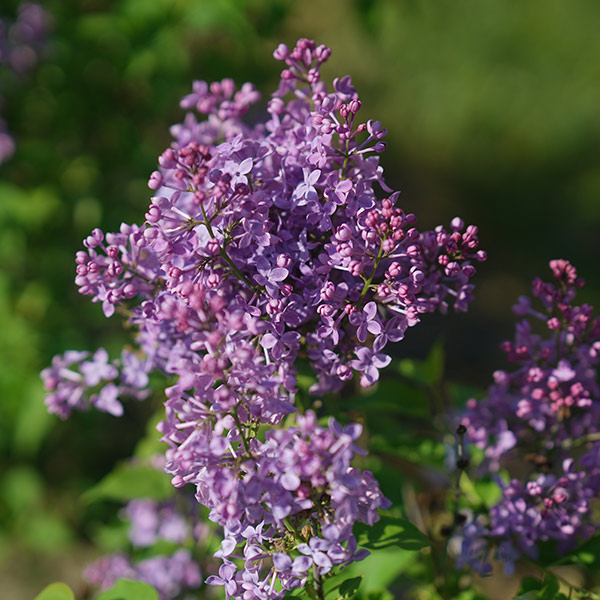Scentara Pura Lilac image