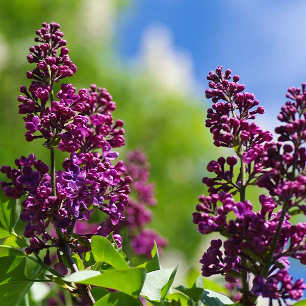 Purple Glory Lilac image
