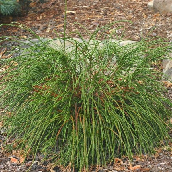Whipcord Western Red Cedar image