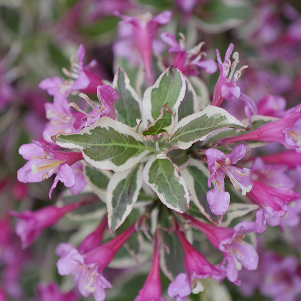 My Monet Purple Effect Weigela image